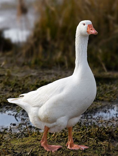 Are Geese Considered Farm Animals
